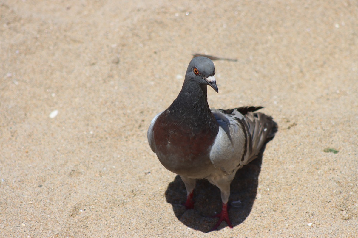 Rock Pigeon (Feral Pigeon) - ML598307871