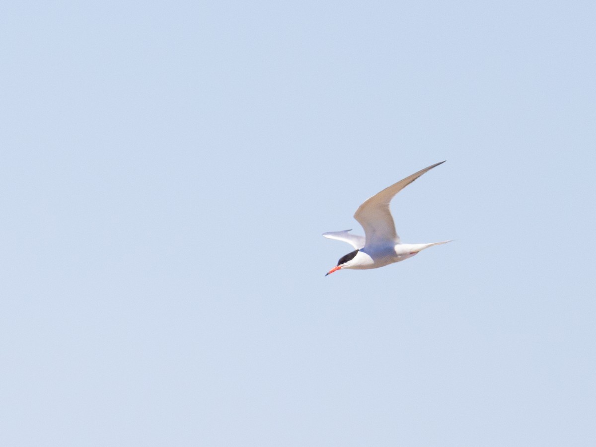Common Tern - ML598309371