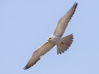  - Gray Falcon