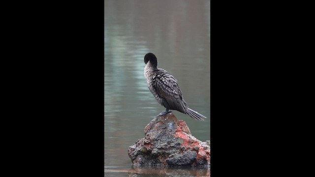 Indian Cormorant - ML598311141