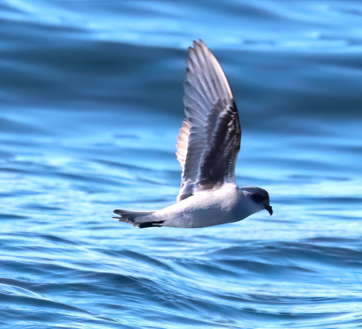 Fork-tailed Storm-Petrel - Charlotte Byers