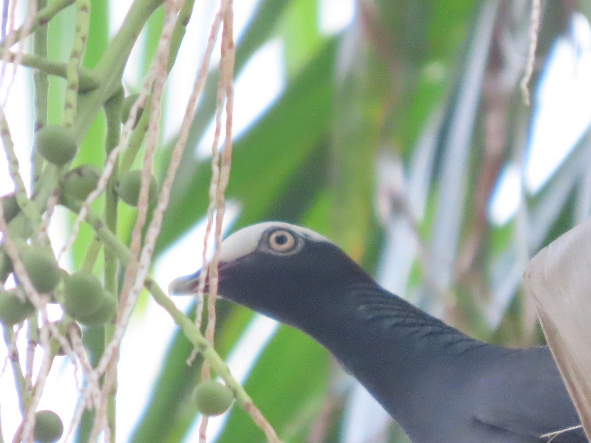 White-crowned Pigeon - ML598316081