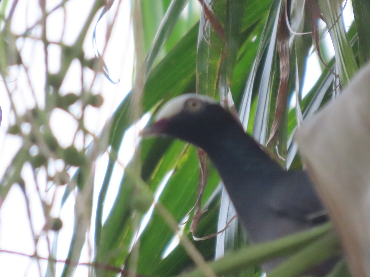 White-crowned Pigeon - ML598316101