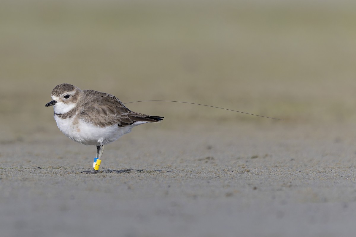 Double-banded Plover - ML598319071