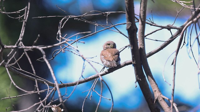 Northern Pygmy-Owl - ML598319631