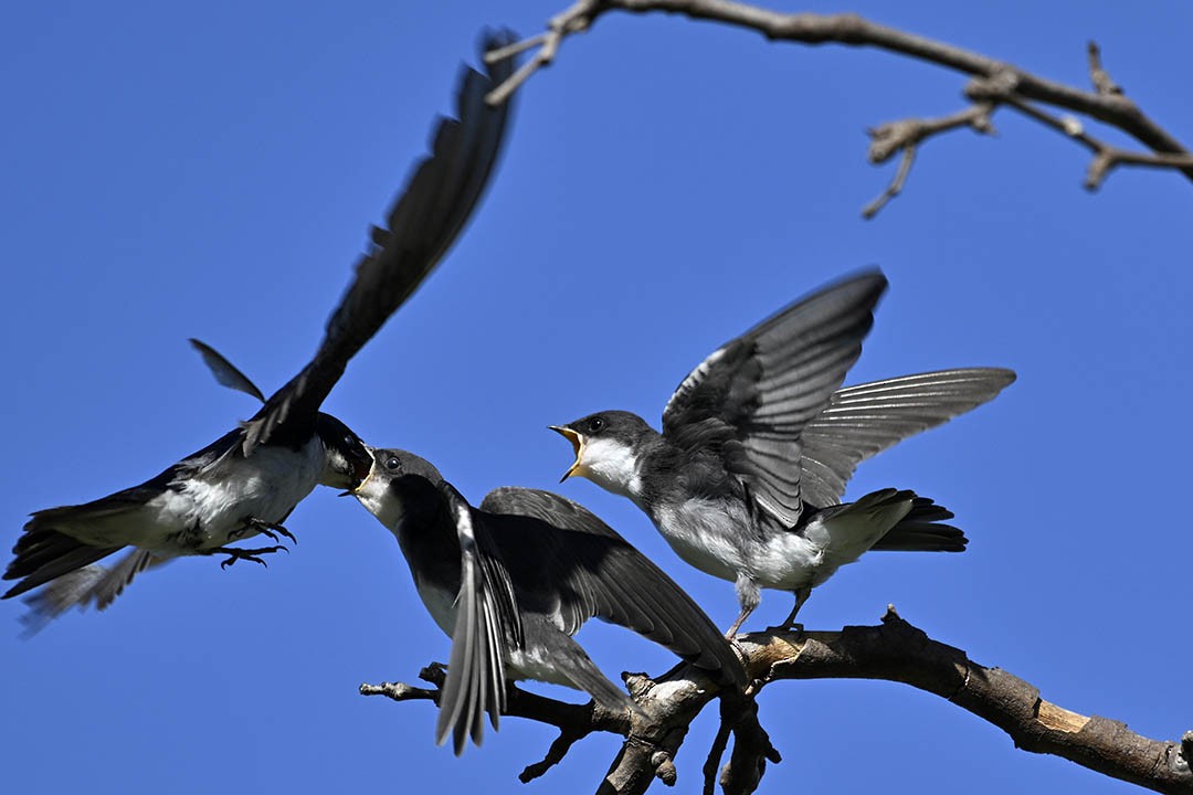 Tree Swallow - Dave Kommel