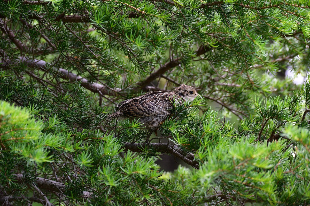 Sooty Grouse - Ben Roberts