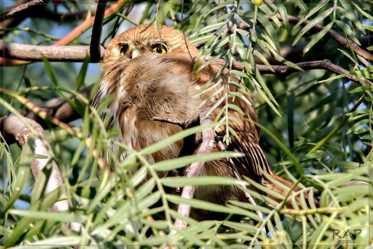 Ferruginous Pygmy-Owl - Ricardo A.  Palonsky