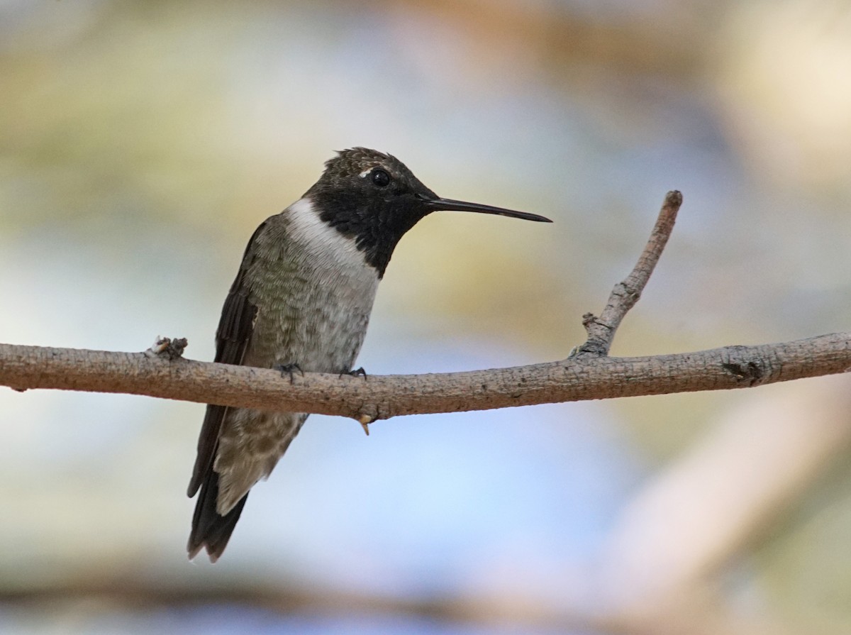 Black-chinned Hummingbird - Michael Smith