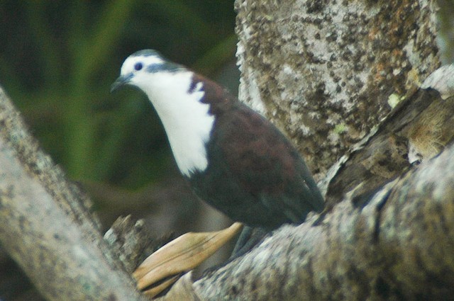 Polynesian Ground Dove