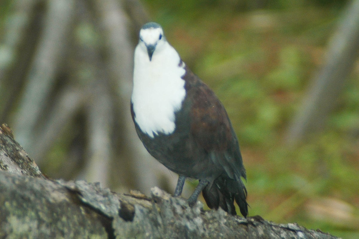 Polynesian Ground Dove - ML59832601