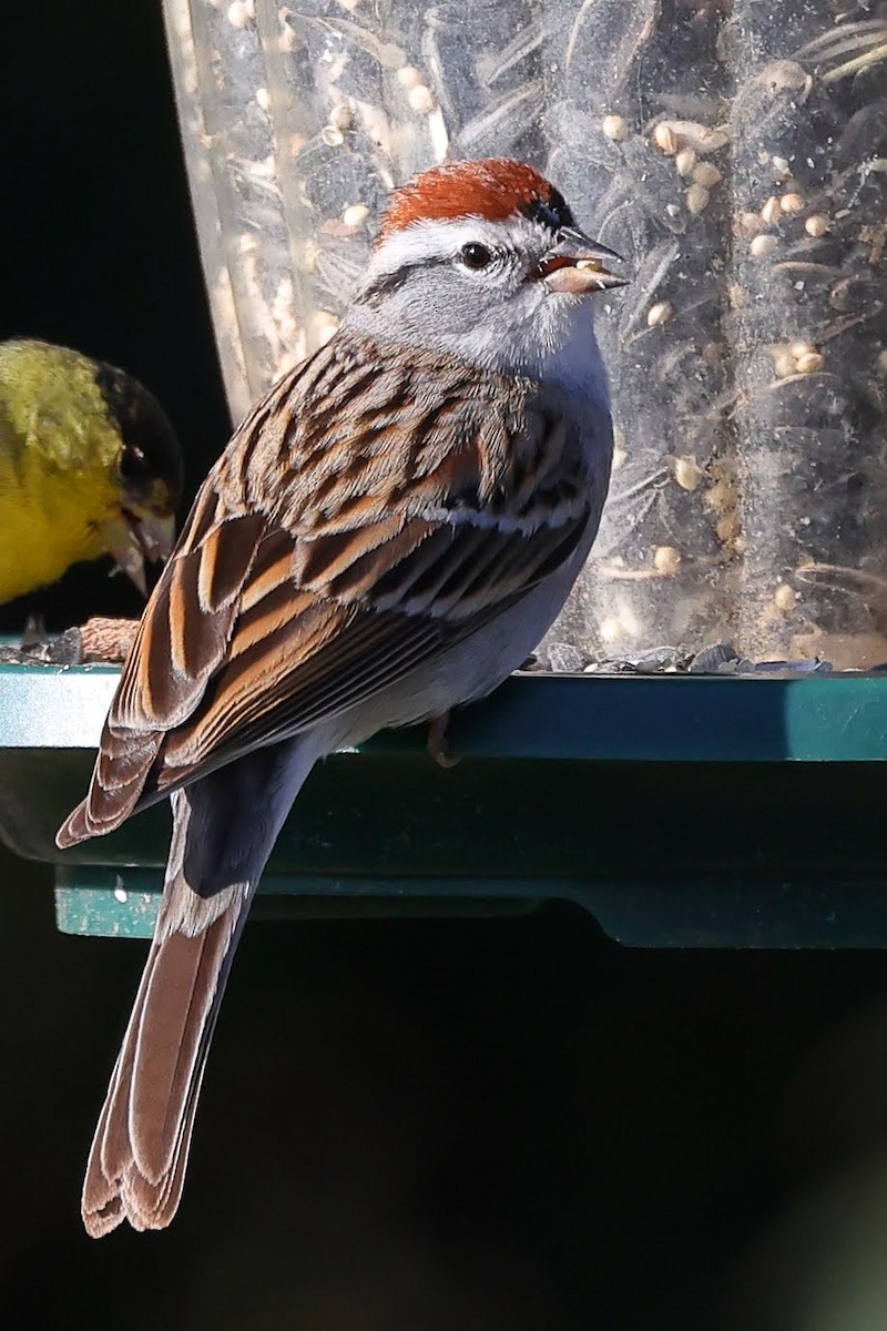 Chipping Sparrow - ML598326521