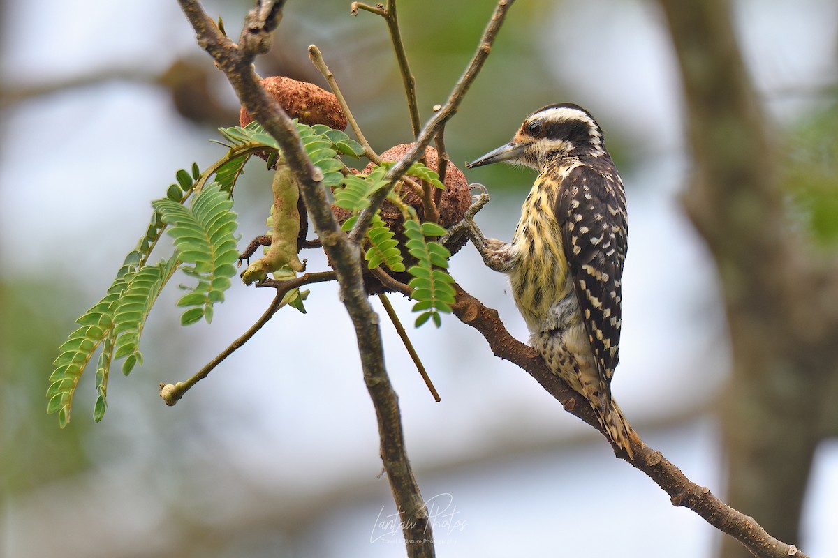 Philippine Pygmy Woodpecker - Allan Barredo