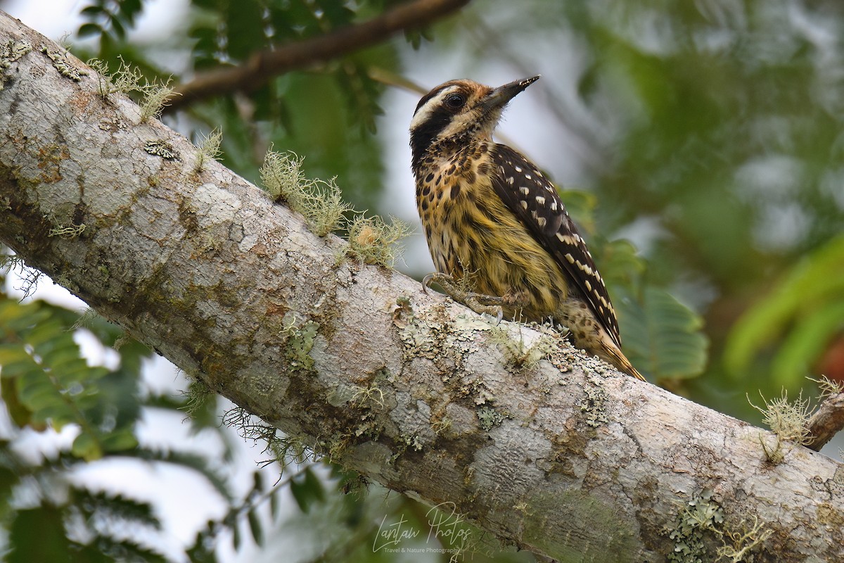 Philippine Pygmy Woodpecker - ML598327281