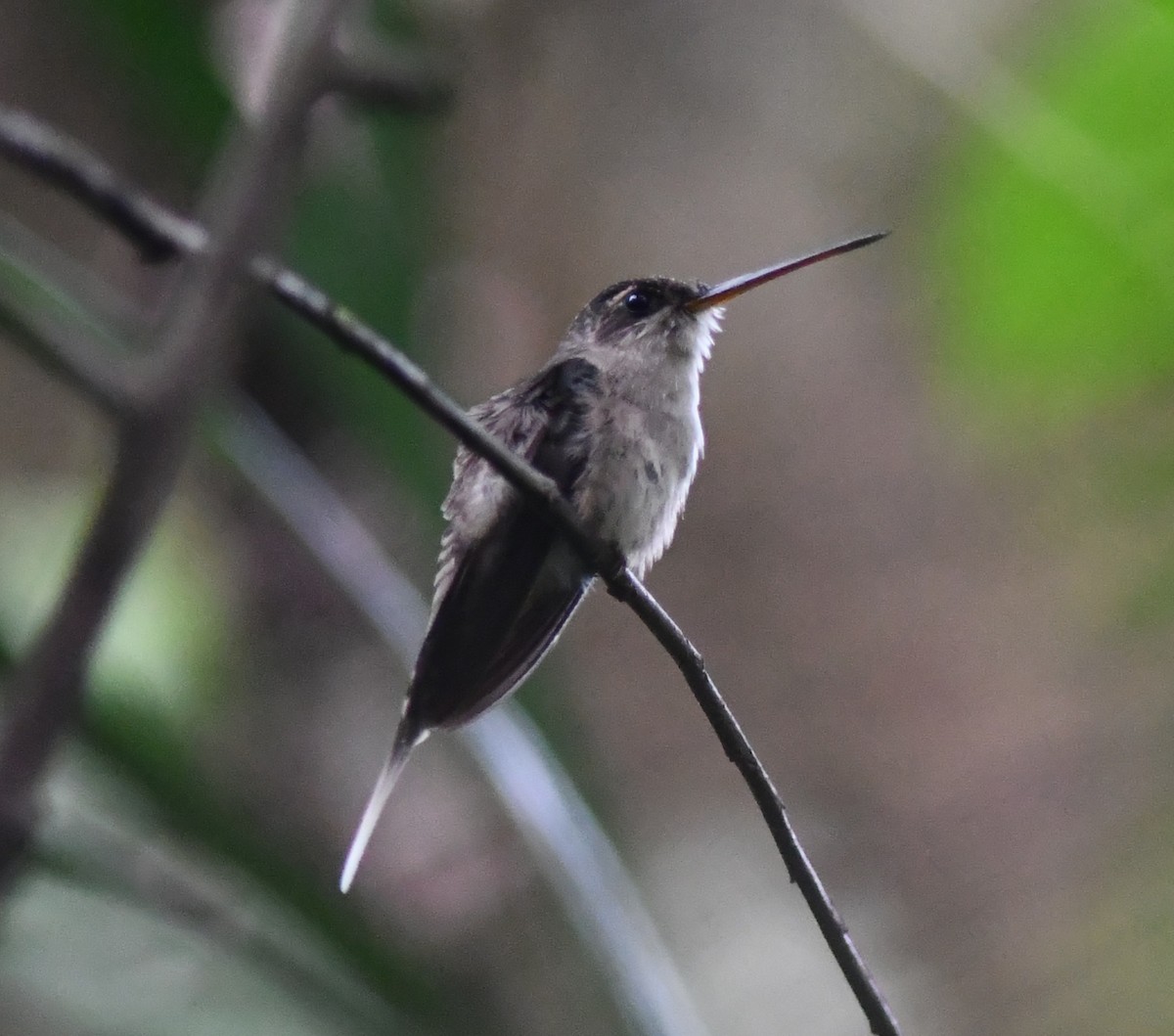 kolibřík šídlozobý - ML598329451