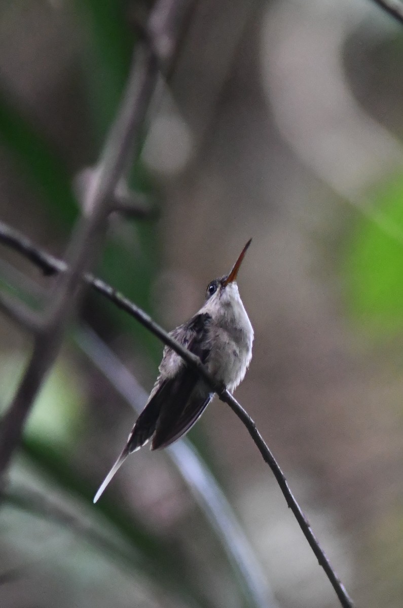 kolibřík šídlozobý - ML598329461
