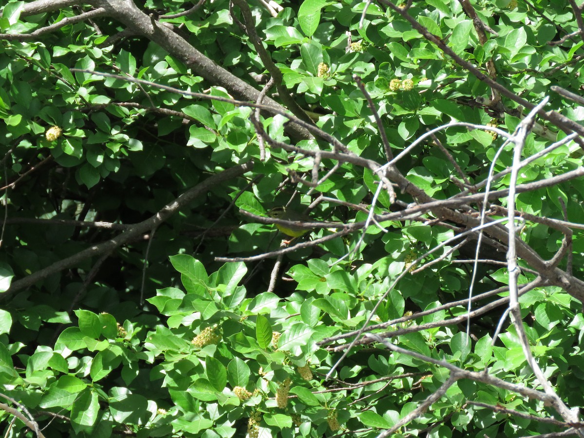 Golden-crowned Warbler - Grant Wiest