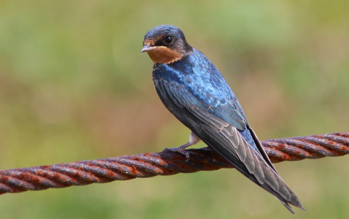 Barn Swallow - Cory  Norris