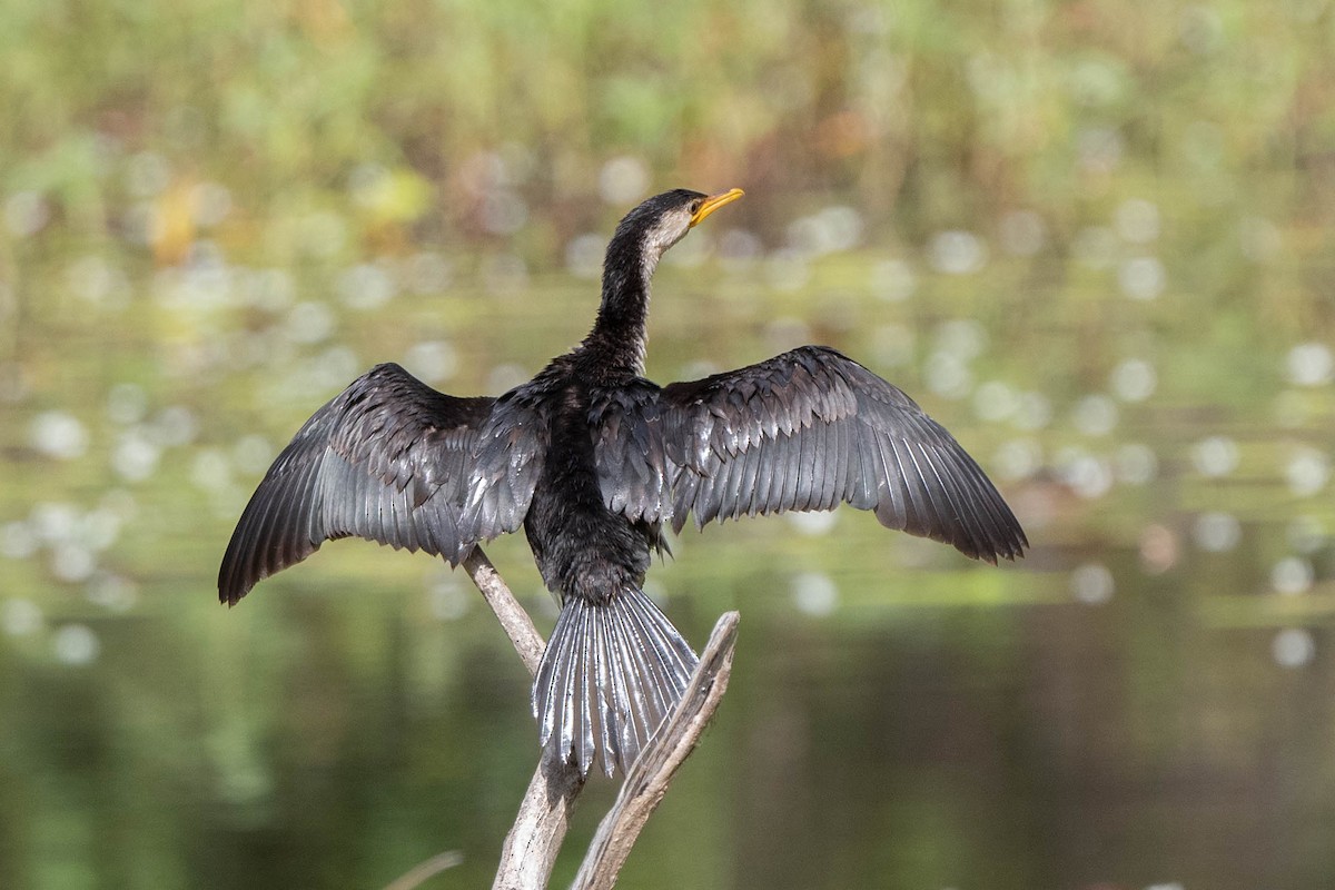 Little Pied Cormorant - Ray Wise