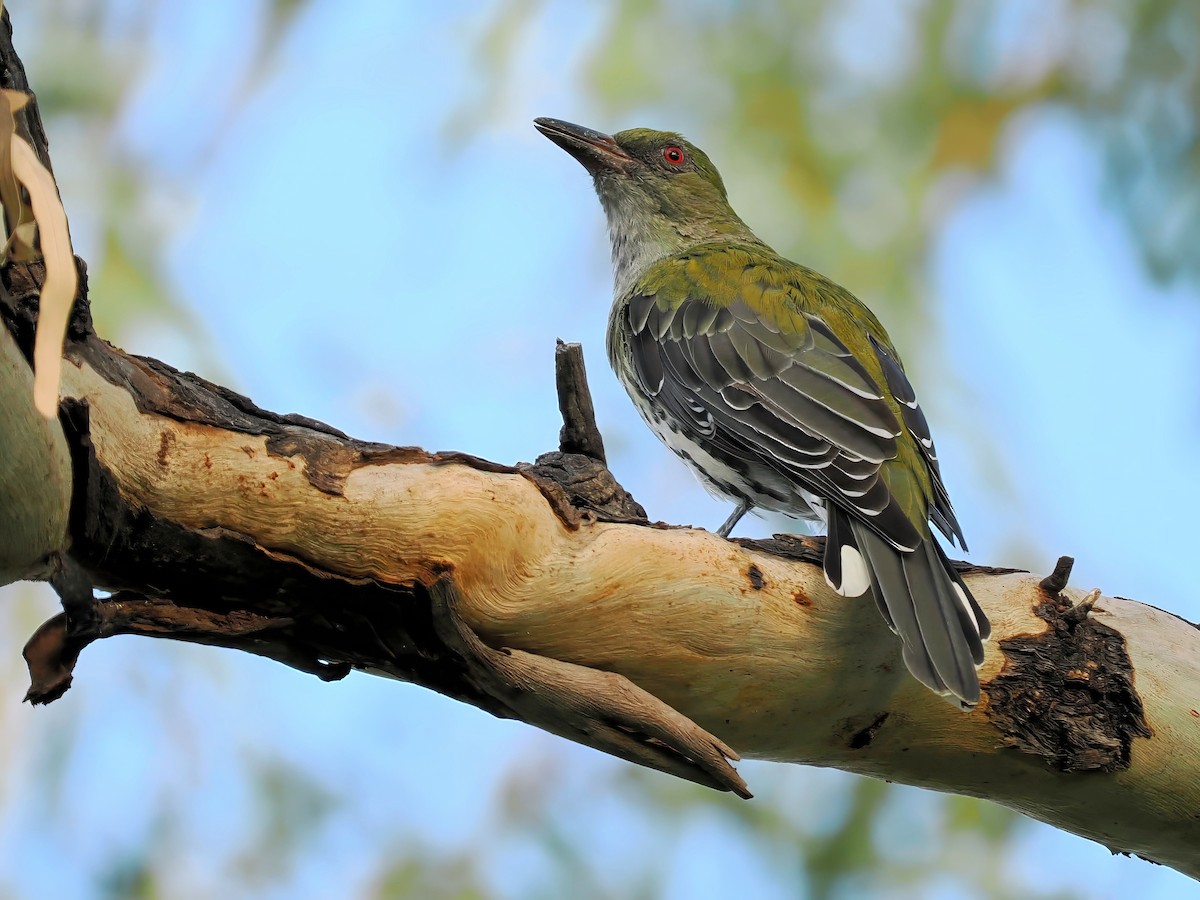 Olive-backed Oriole - Len and Chris Ezzy