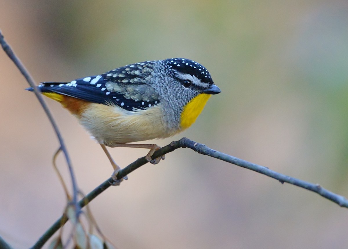Spotted Pardalote - ML598335261