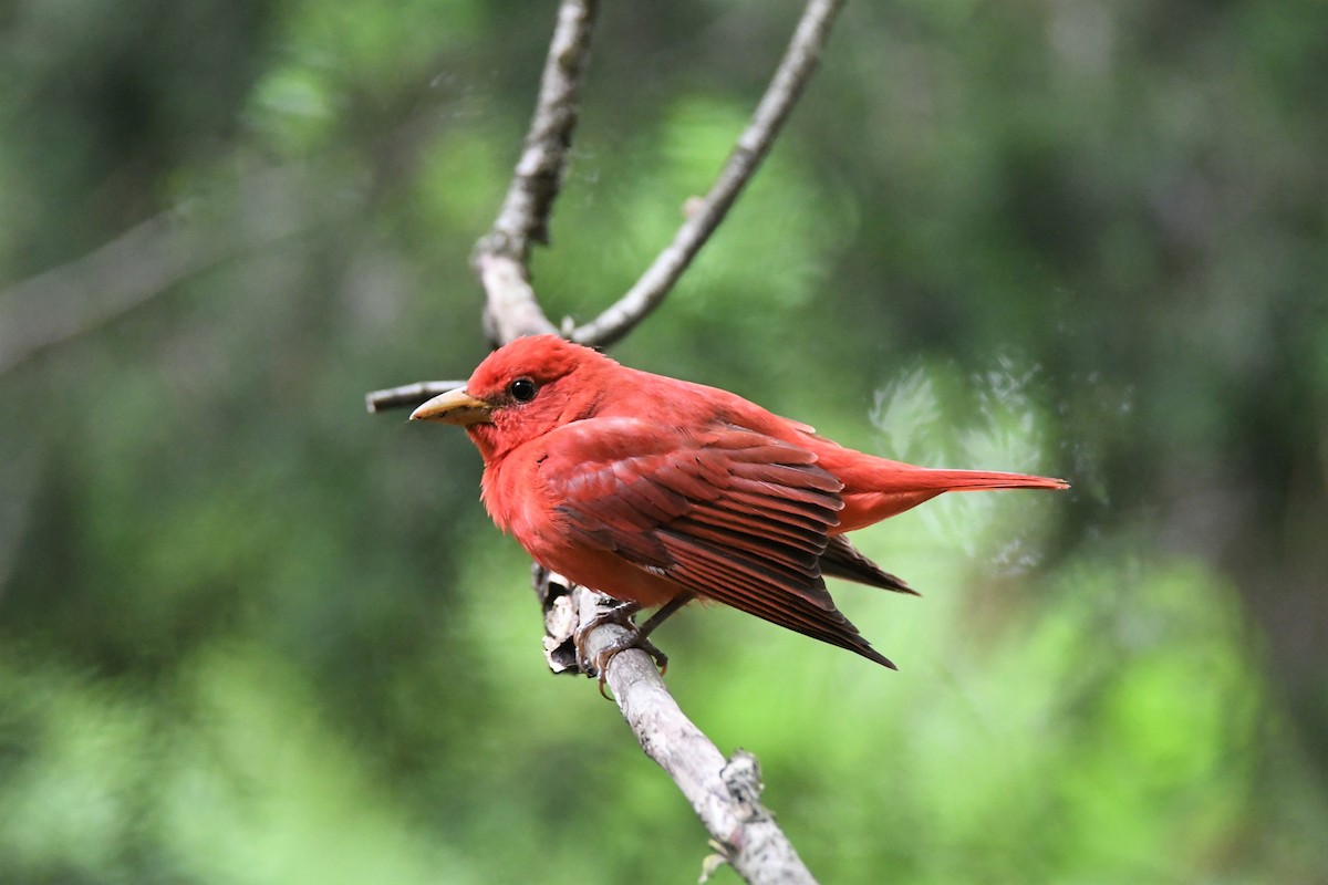 Summer Tanager - Ted Bradford