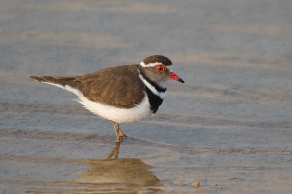 Three-banded Plover - ML598341531