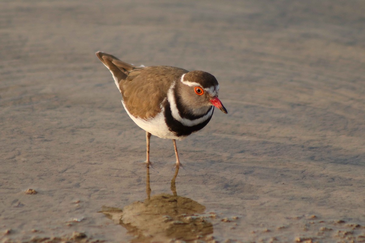 Three-banded Plover - ML598341541