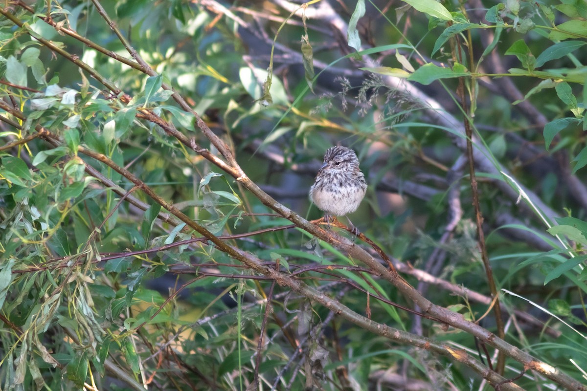 American Tree Sparrow - ML598342211