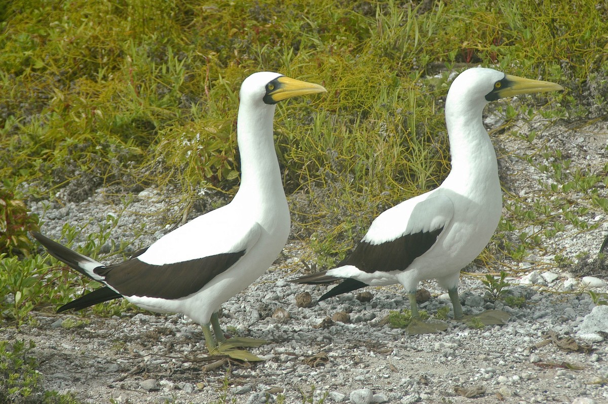 Masked Booby - ML59834251