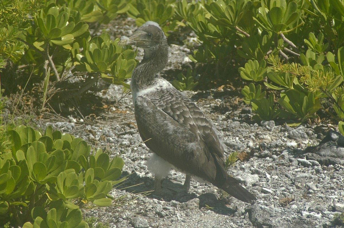 Masked Booby - ML59834261