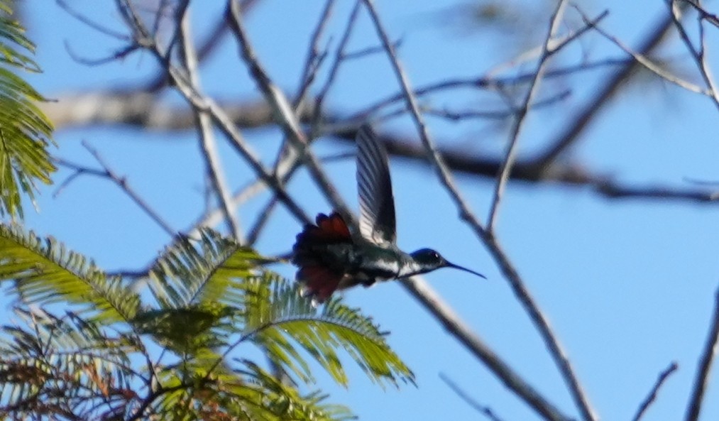 kolibřík tropický - ML598342831