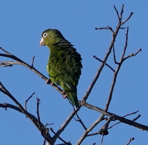 Golden-winged Parakeet - ML598343211