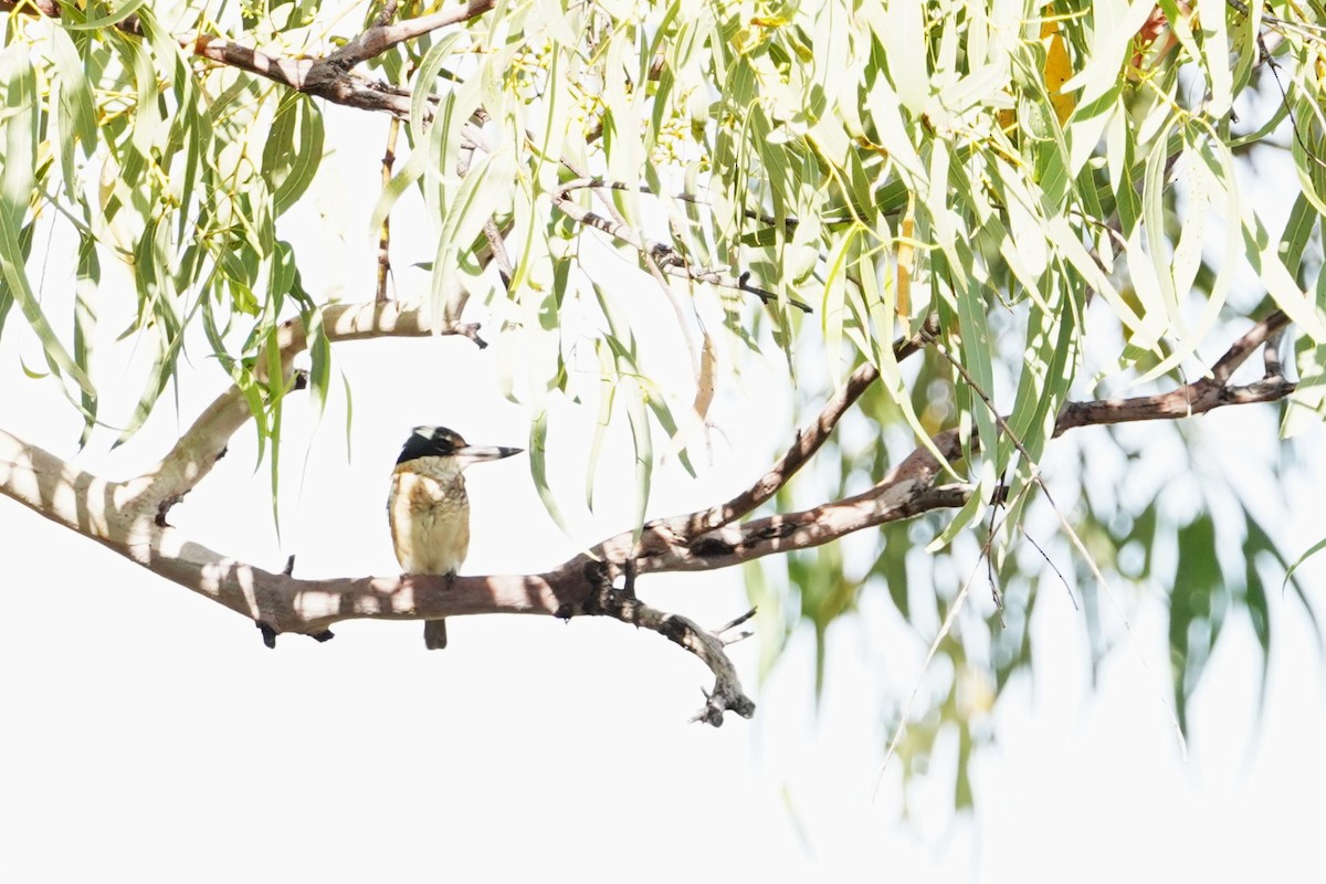 Sacred Kingfisher (Australasian) - ML598344221