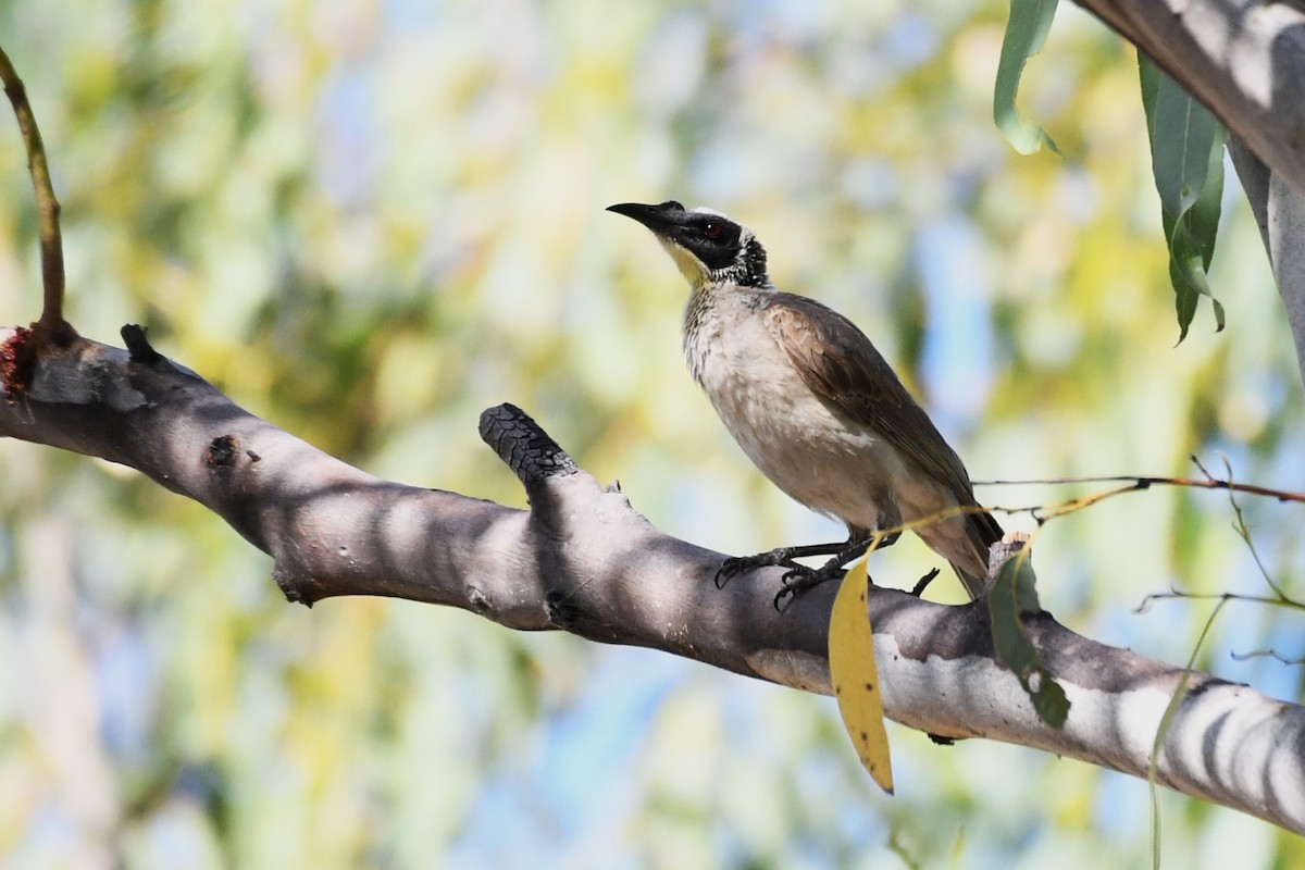 Silver-crowned Friarbird - Trevor Ross