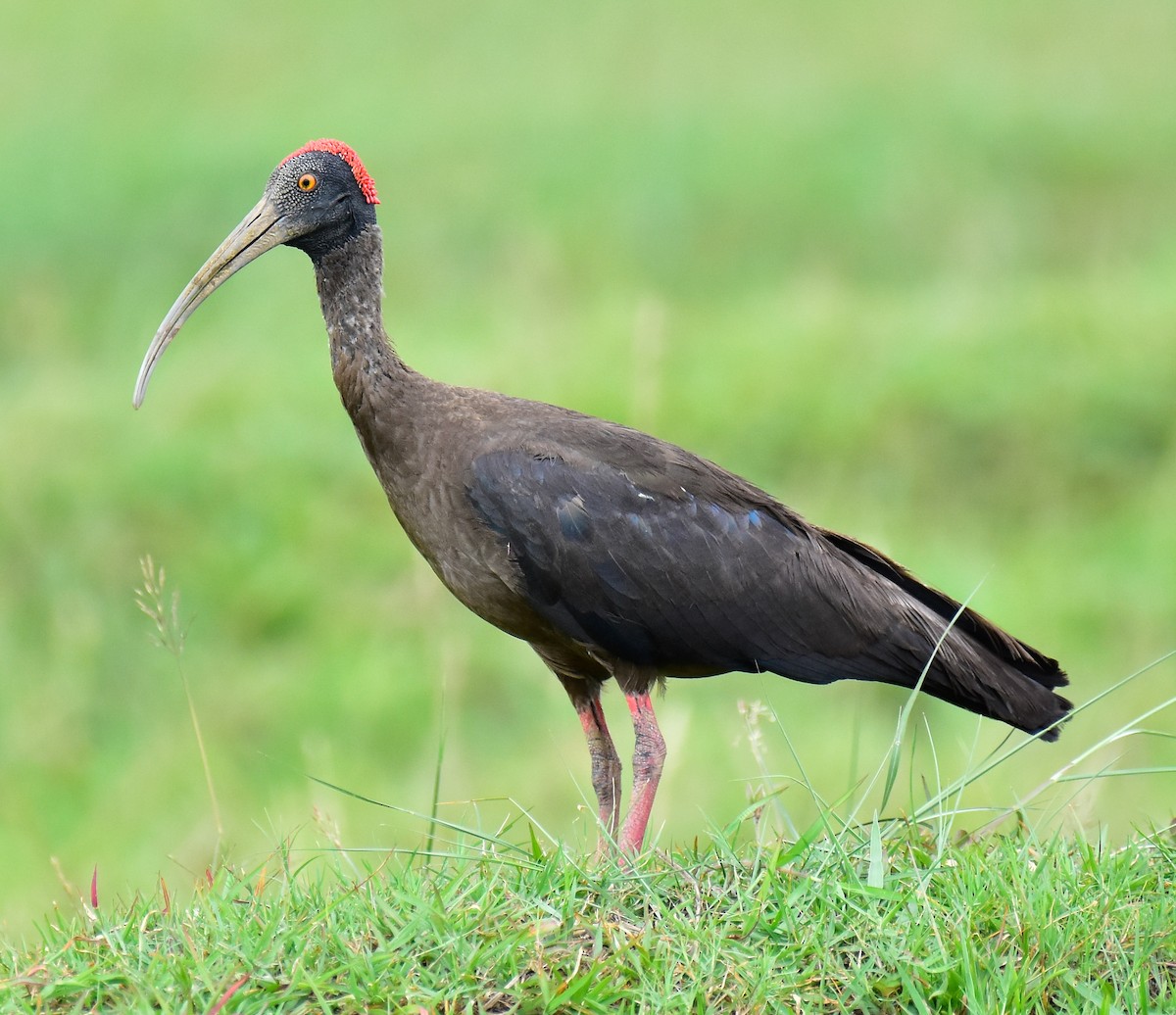 ibis bradavičnatý - ML598345771