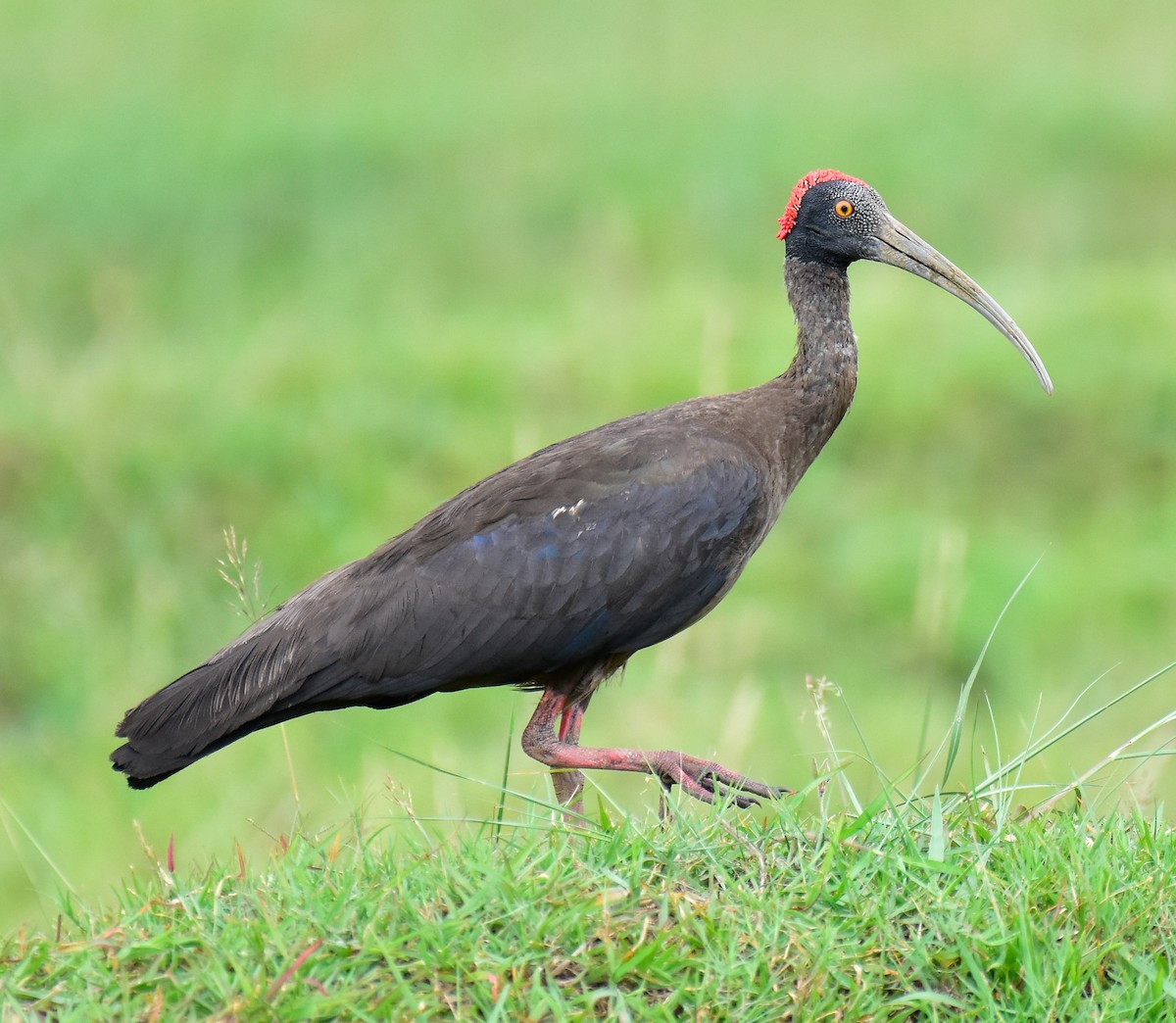 ibis bradavičnatý - ML598345781