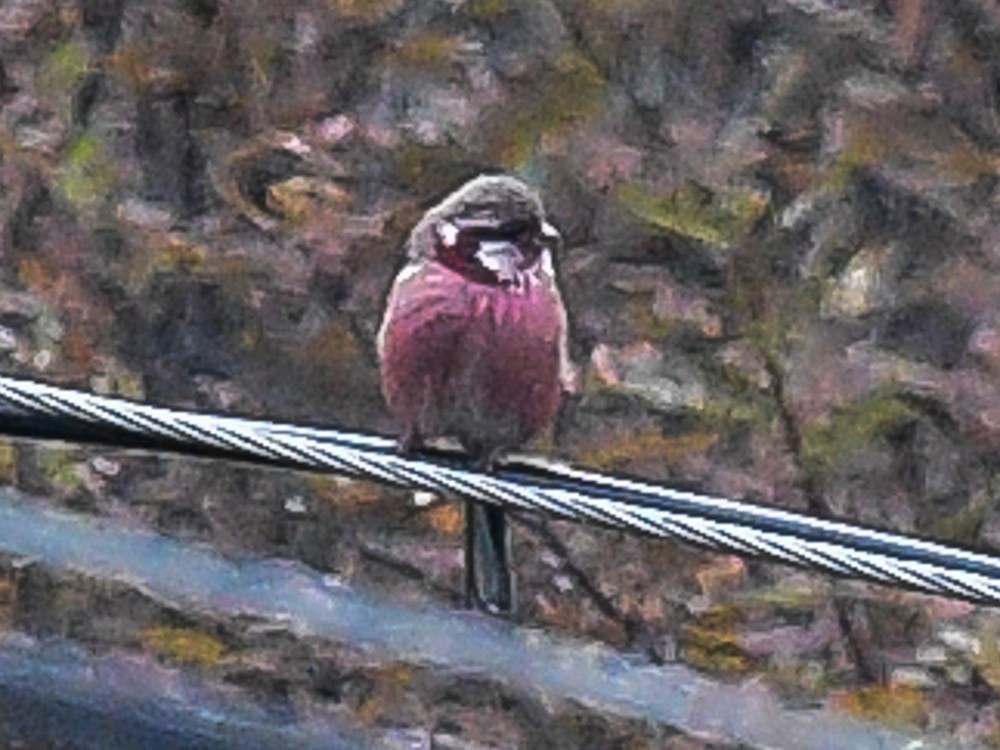 Long-tailed Rosefinch - ML598346081
