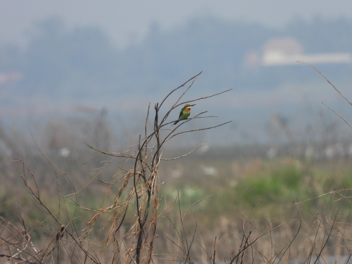 Asian Green Bee-eater - ML598349451
