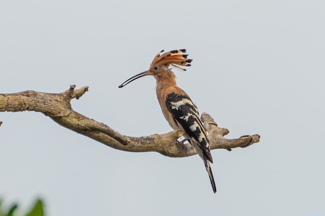 <em class="SciName notranslate">Upupa epops longirostris</em>, Lateral View. - Eurasian Hoopoe - 