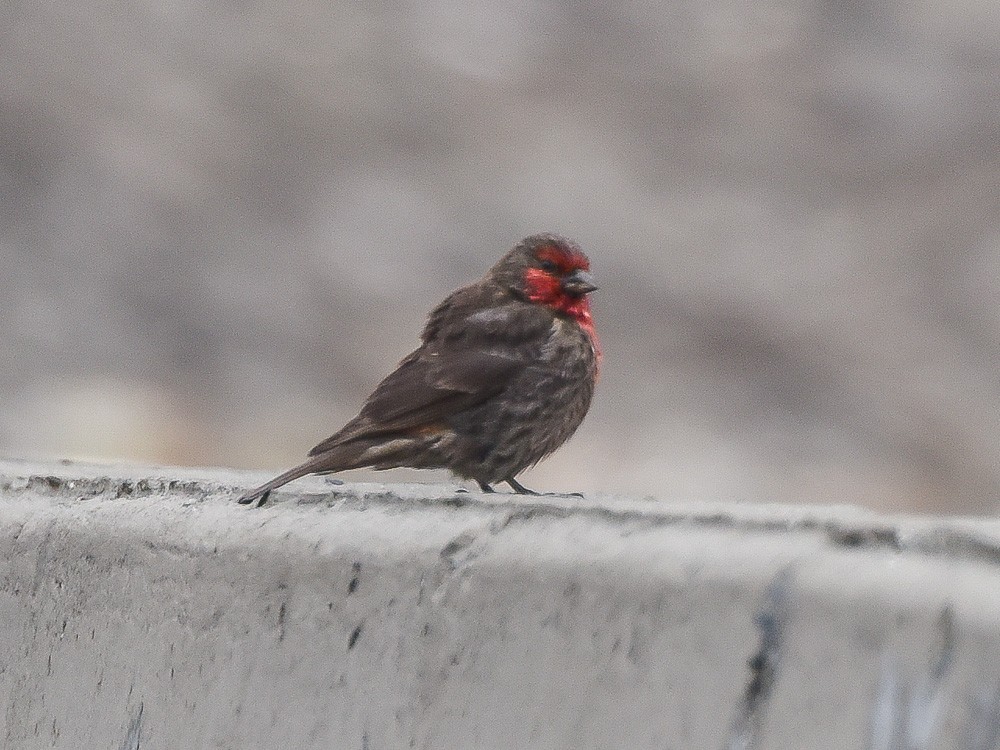 Red-fronted Rosefinch - Xueping & Stephan Popp