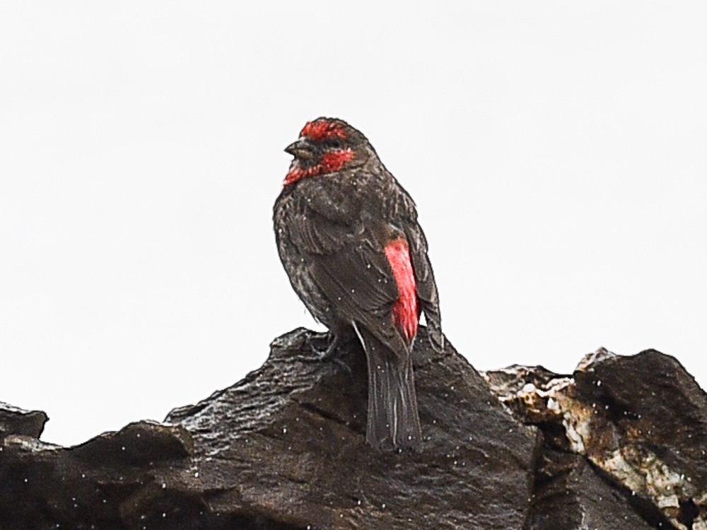 Red-fronted Rosefinch - ML598350151