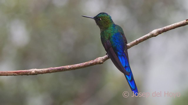 Violet-tailed Sylph - ML598353981