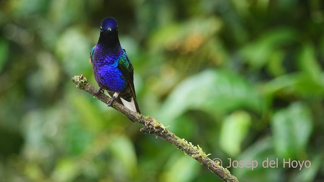 kolibřík hyacintový - ML598354691