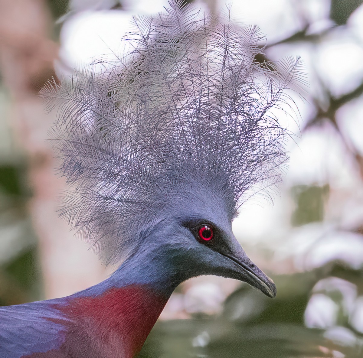 Sclater's Crowned-Pigeon - Kunal Bamby