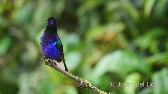 kolibřík hyacintový - ML598355411