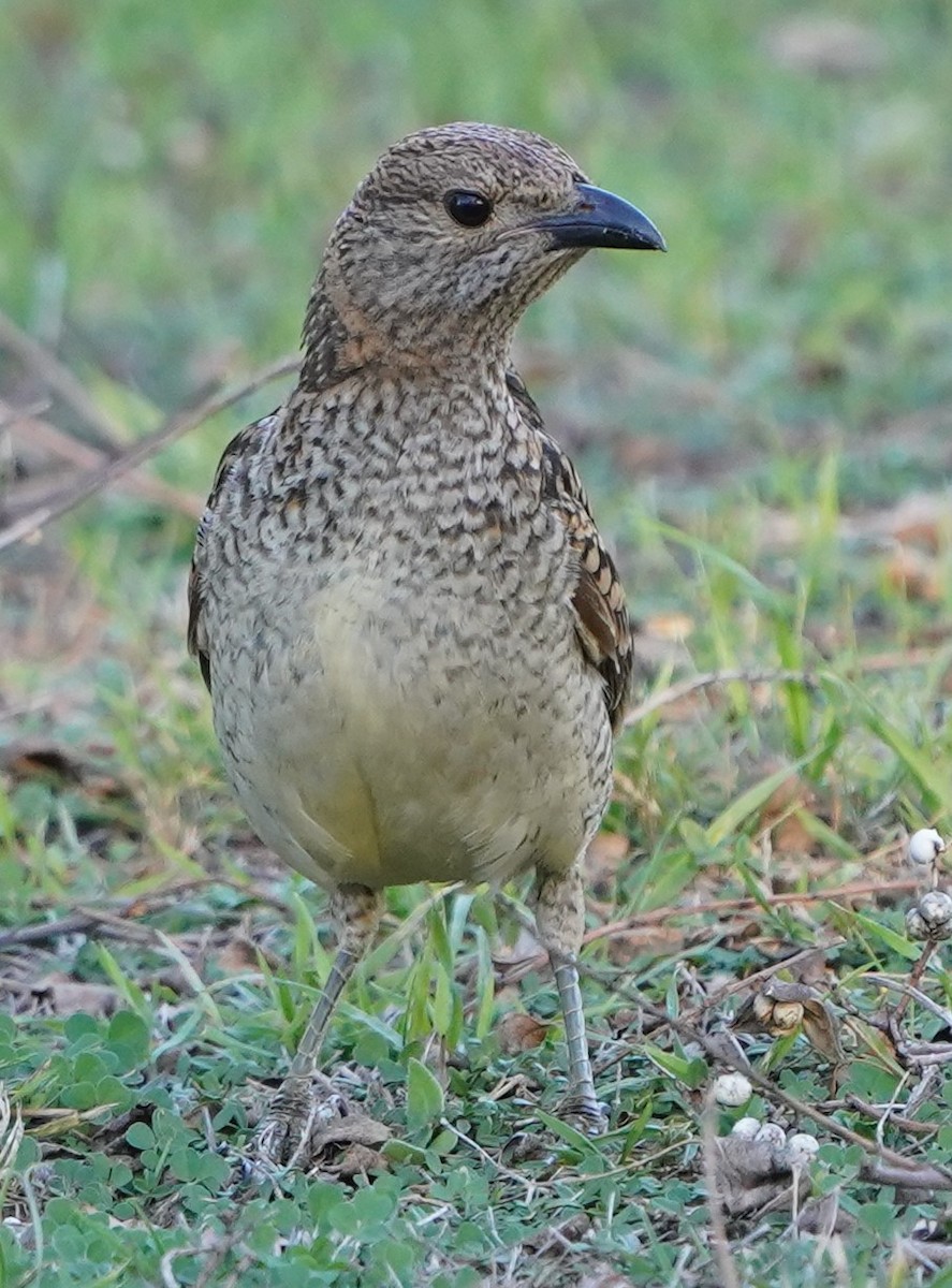 Spotted Bowerbird - ML598356181