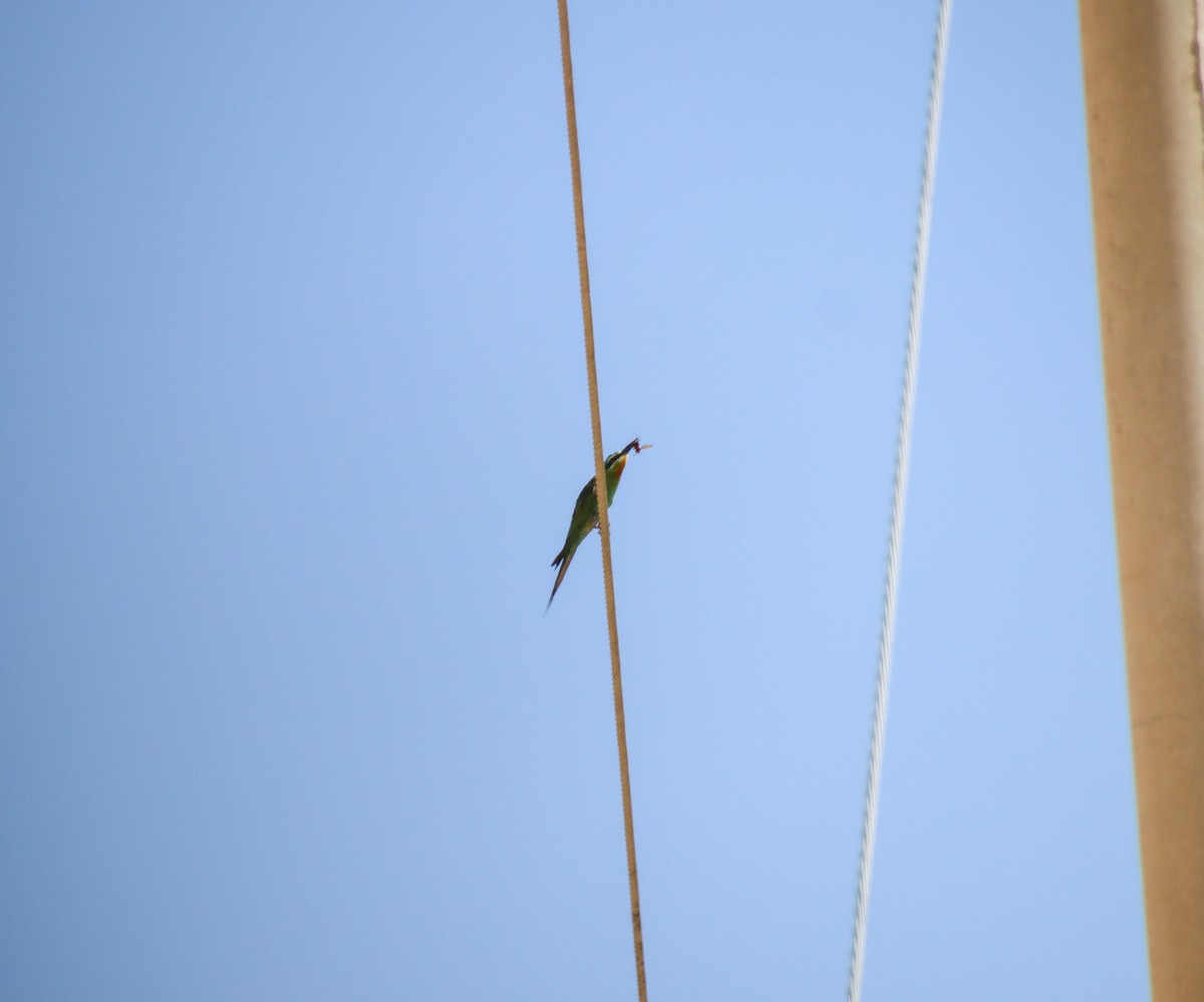 Blue-cheeked Bee-eater - ML598356441