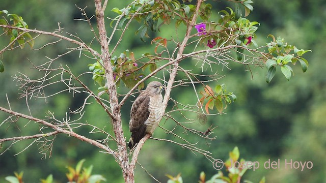 Broad-winged Hawk (Northern) - ML598357731