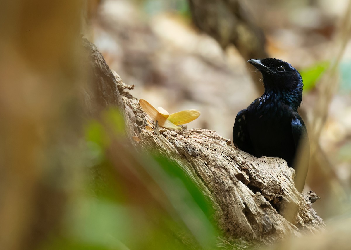 Lesser Racket-tailed Drongo - ML598359001
